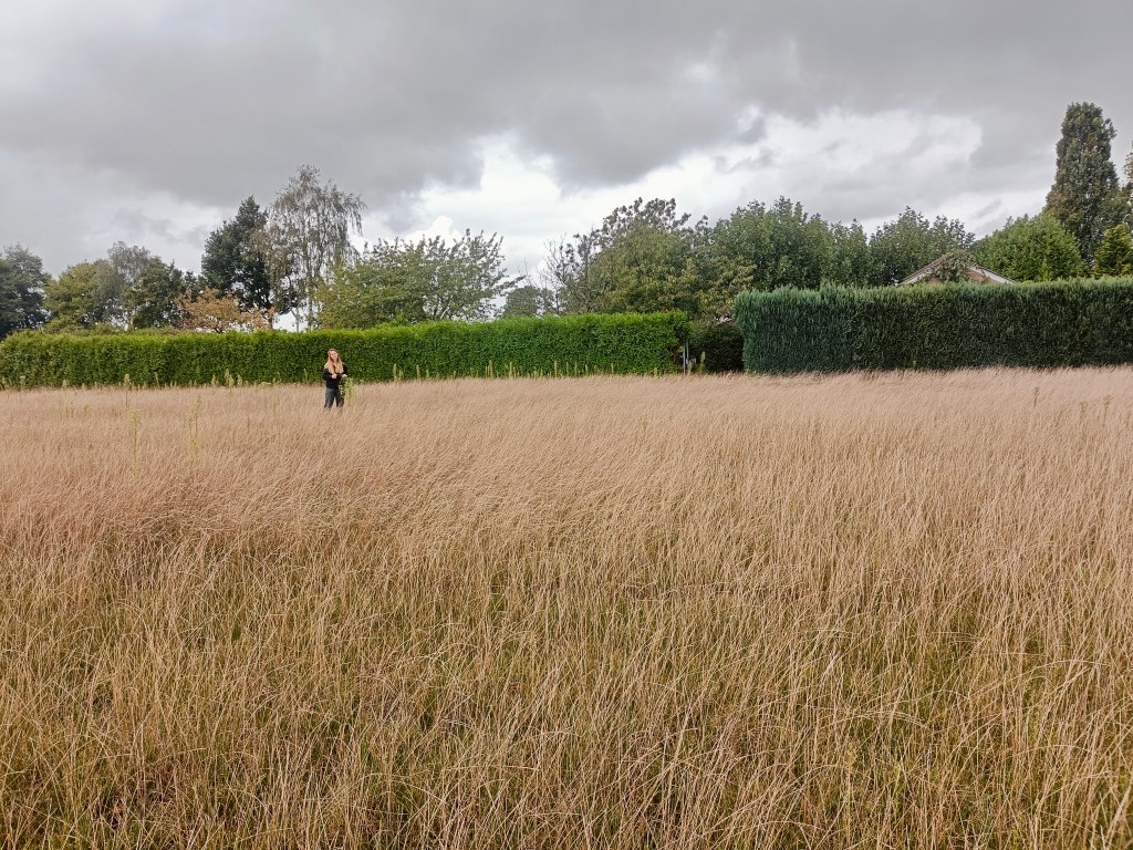 Conifeer kon nie&nbsp;meer